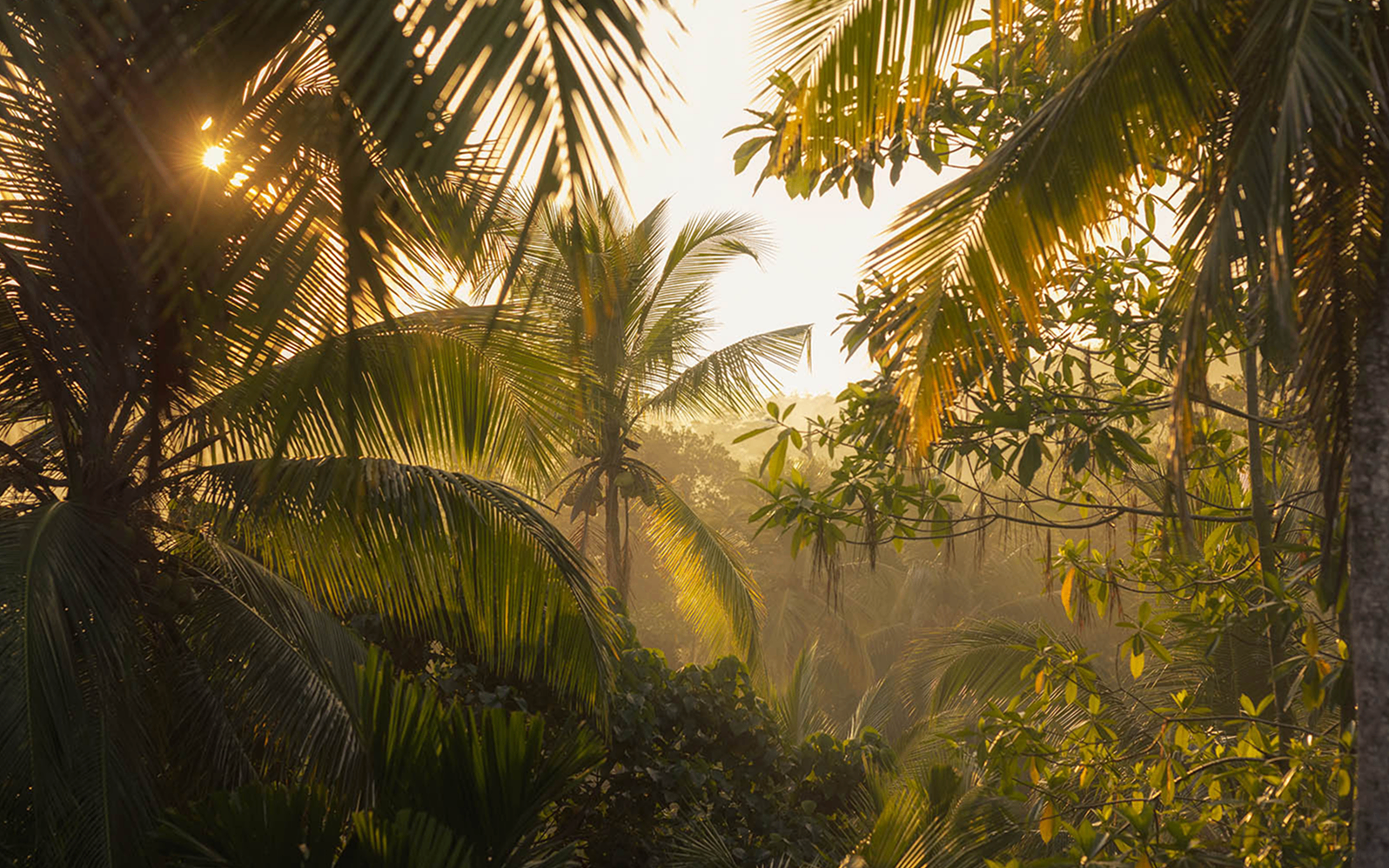 Mature jungle canopy surrounding a Katera development site